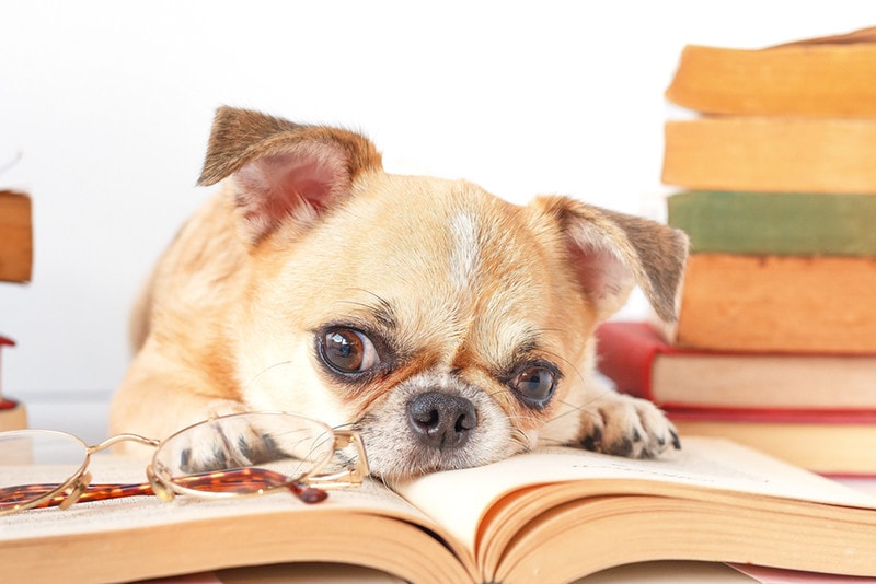 Cute dog reading a book