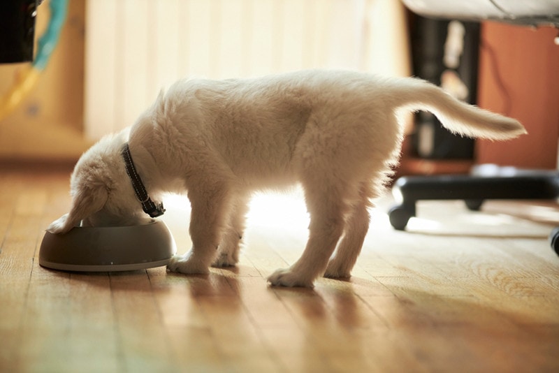 Cute golden retriever puppy eating food