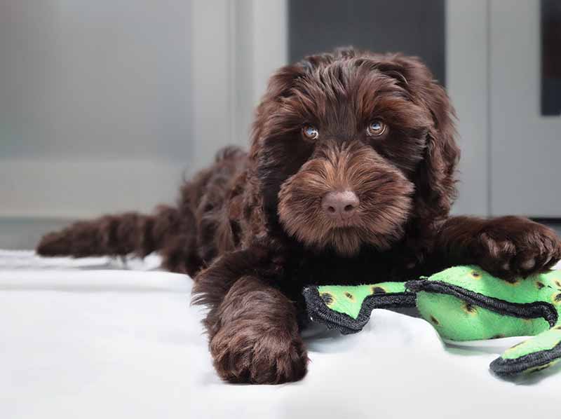 Chocolate Labradoodle: Facts, Pictures, History & More – Dogster