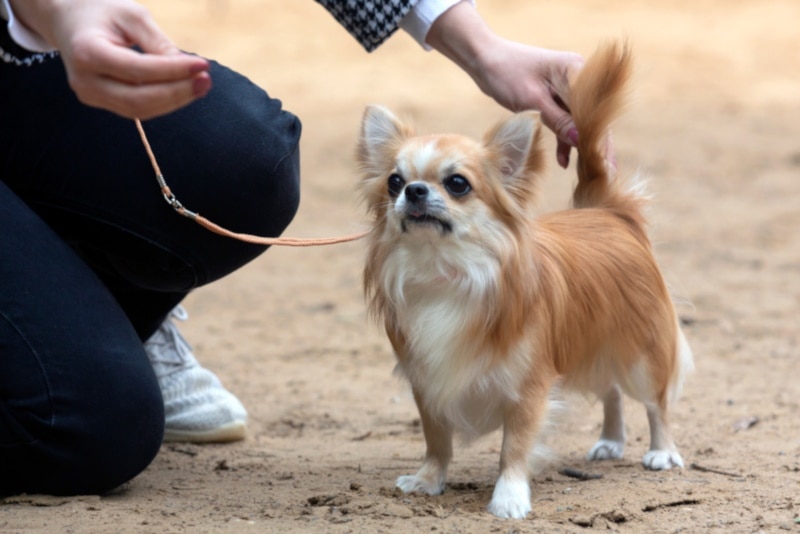 Cute little Chihuahua with a Show Cut