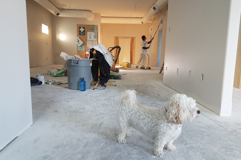 Cute woolly dog in a house being painted