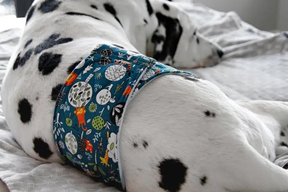 DIY Belly Band for Dogs of All Sizes