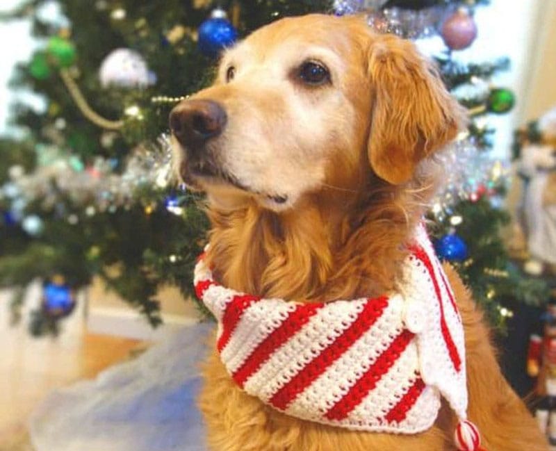 DIY Christmas Dog Bandana