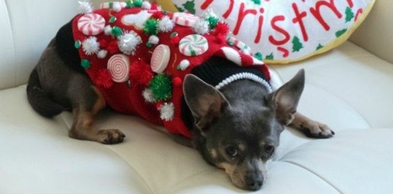 http://irresistiblepets.net/diy-ugly-christmas-sweater-dogs-uglysweaterchallenge/