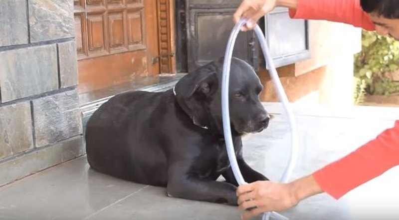 DIY Dog Bath Tubs
