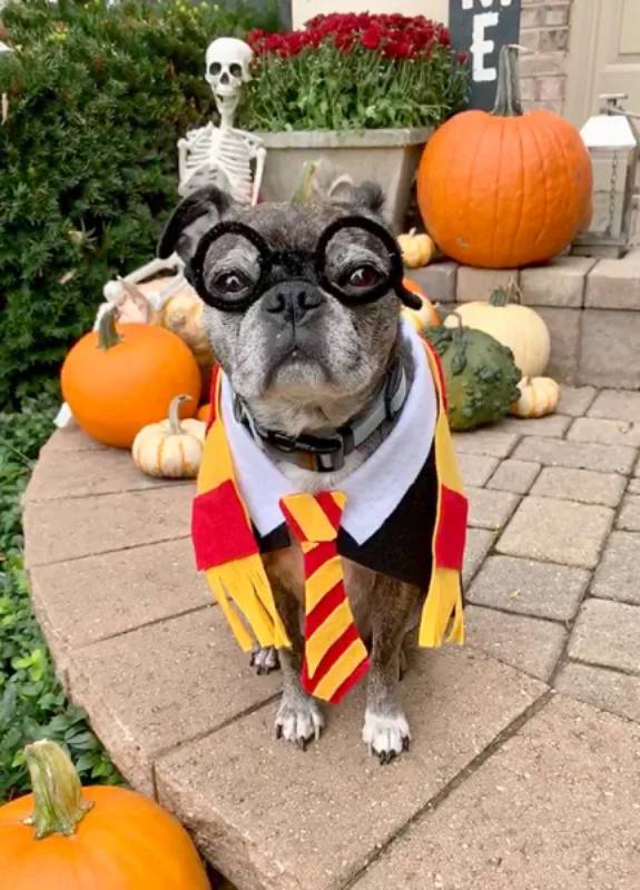 DIY Harry Potter Doggy Costume