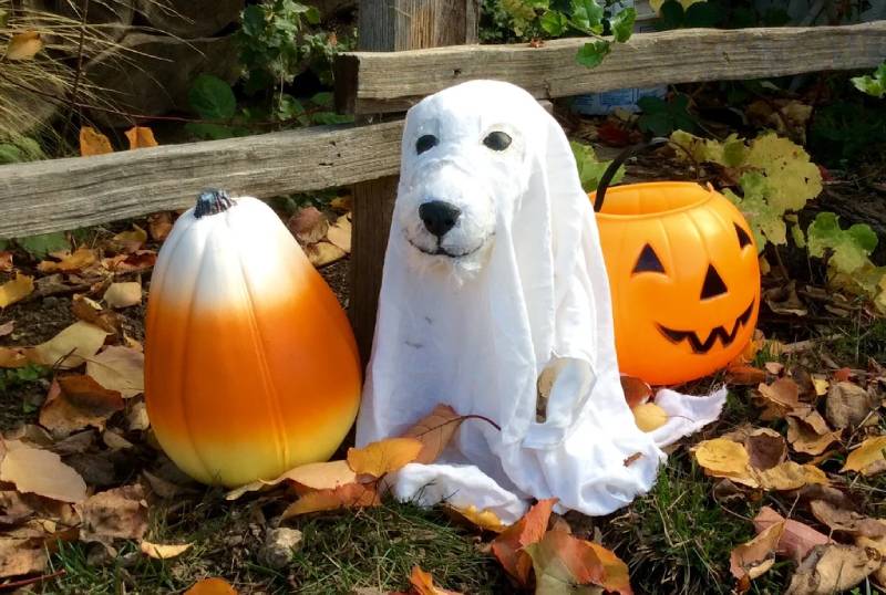 DIY Mini Ghost Dog Decoration