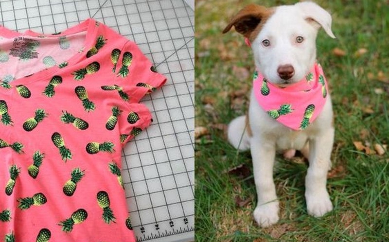DIY Projects For Your Dog