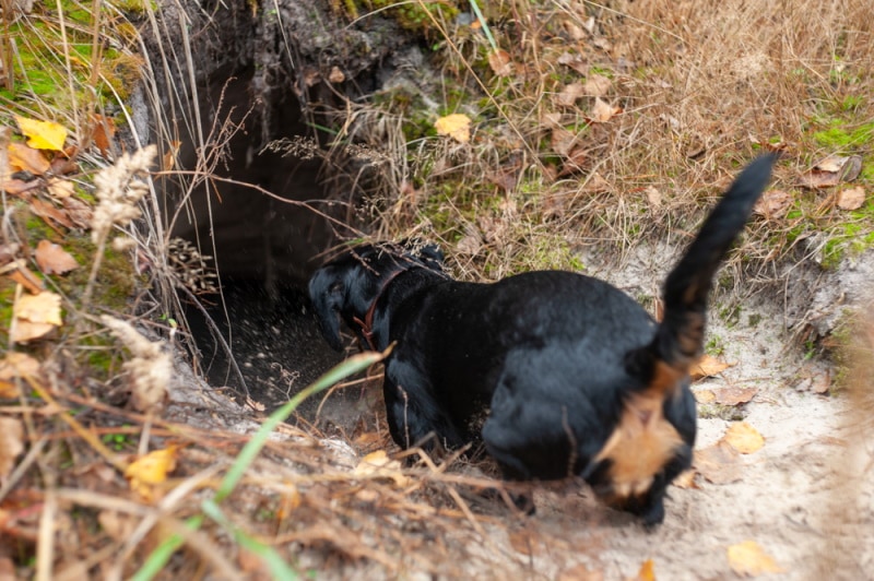 Dachshund getting into a burrow