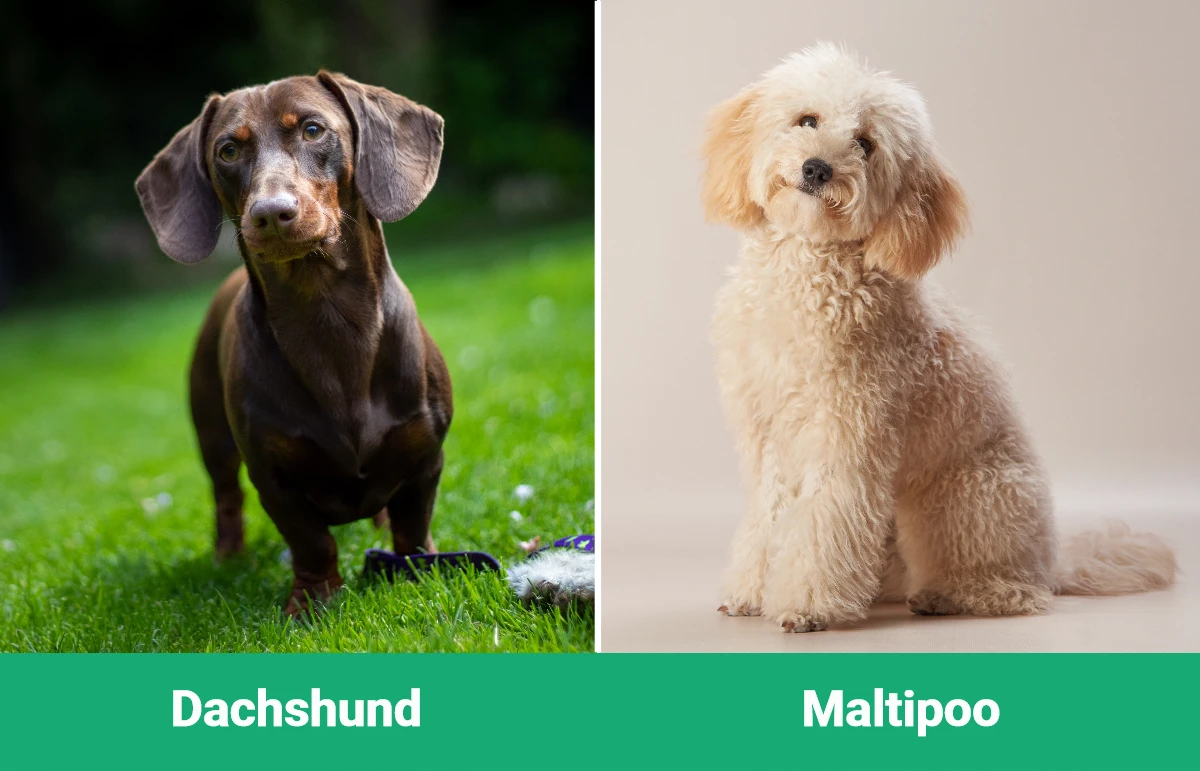 Dachshund vs Maltipoo - Visual Differences