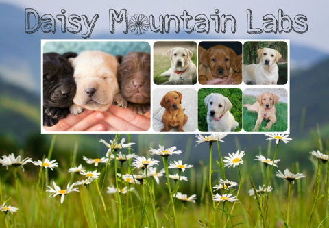 Daisy Mountain Labs Logo