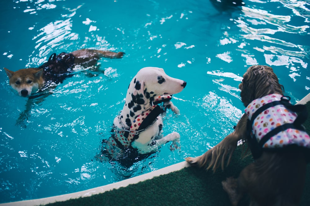 Dalmatian swimming in a pool with a life jacket