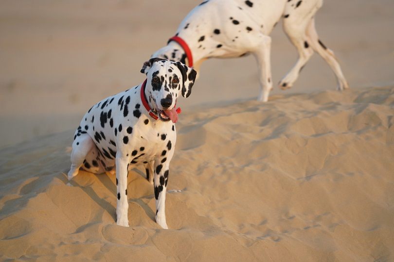 Dalmatians playing_Andrew Laity, Shutterstock
