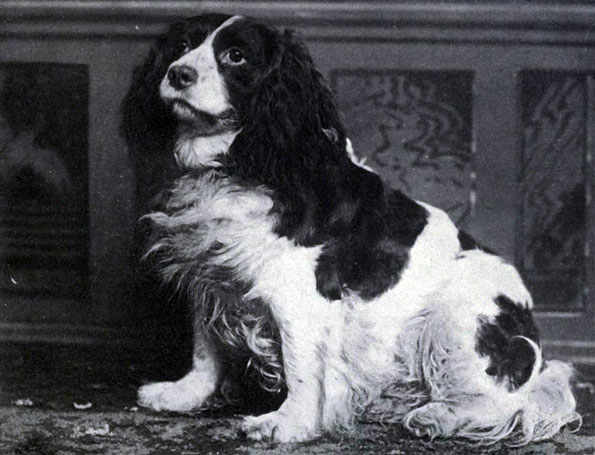 Norfolk Spaniel extinct dog breed
