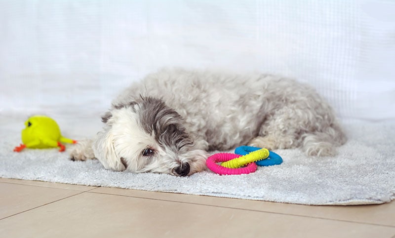 Depressed Sad Senior Havanese Dog Laying and Doesn't Want to Play with his Toys