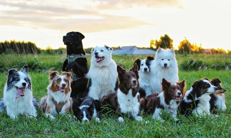 Different-dog-breeds-in-the-sunset_Judita-Kreizaite_Shutterstock