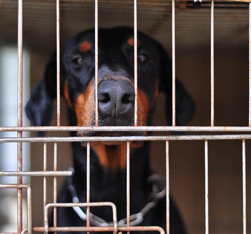 Doberman in the cage with sad eye