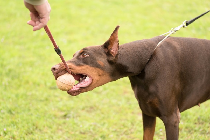 Doberman on a leash biting a ball