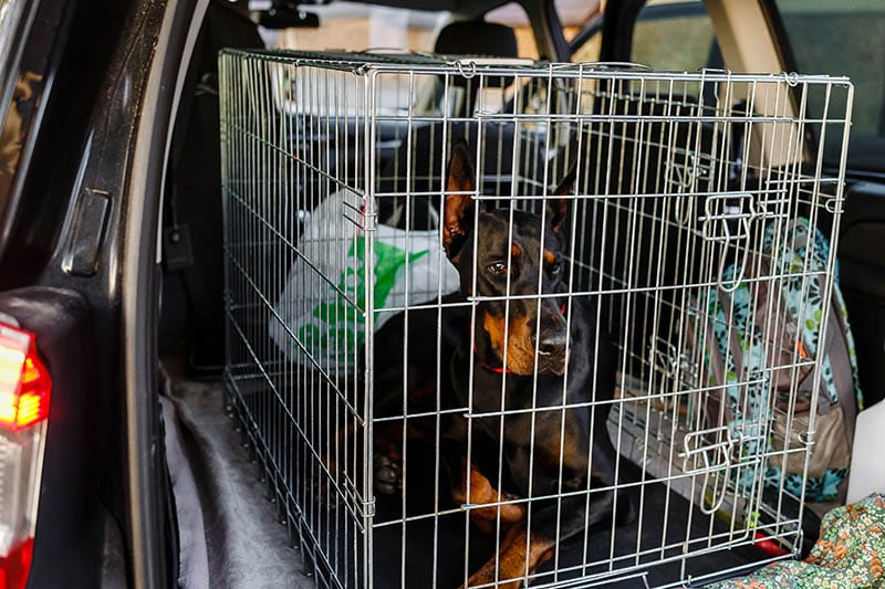 Doberman sitting in a cage