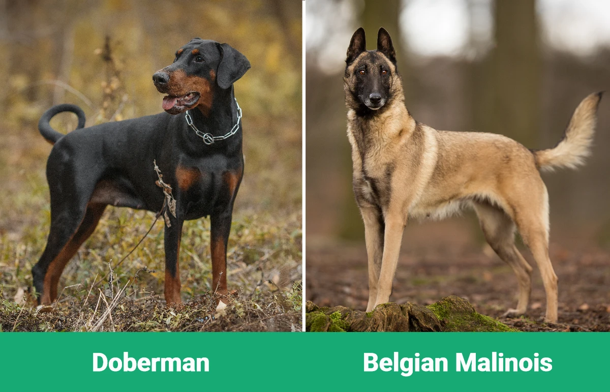 Doberman vs Belgian Malinois - Visual Differences