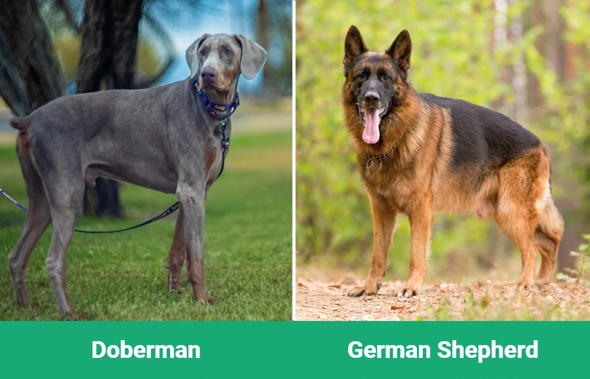 Doberman vs German Shepherd - Visual Differences
