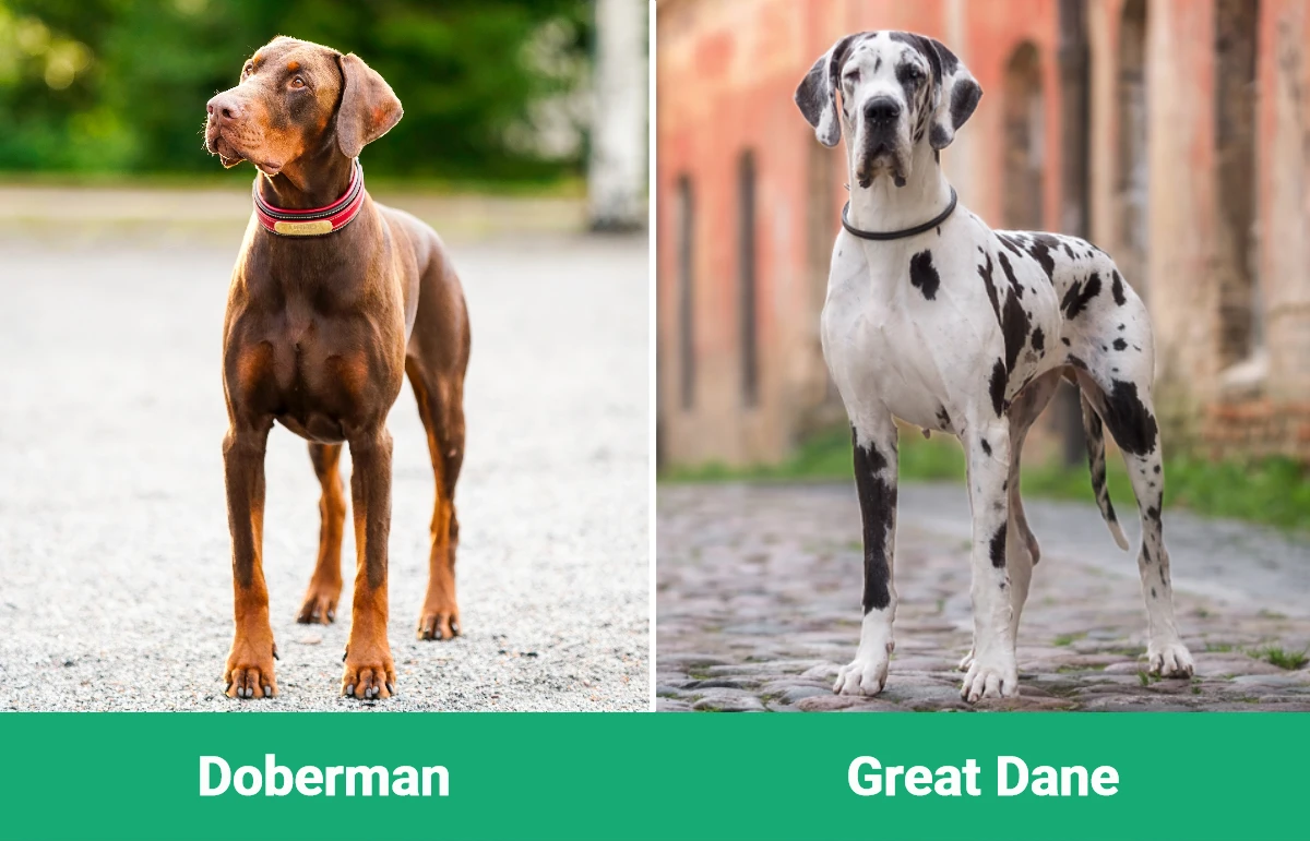 Doberman vs Great Dane - Visual Differences