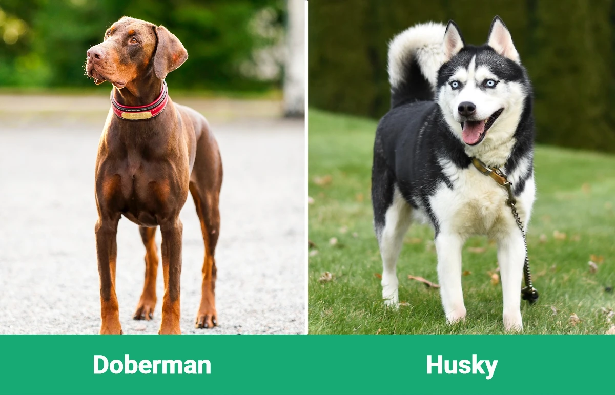 Doberman vs Husky - Visual Differences