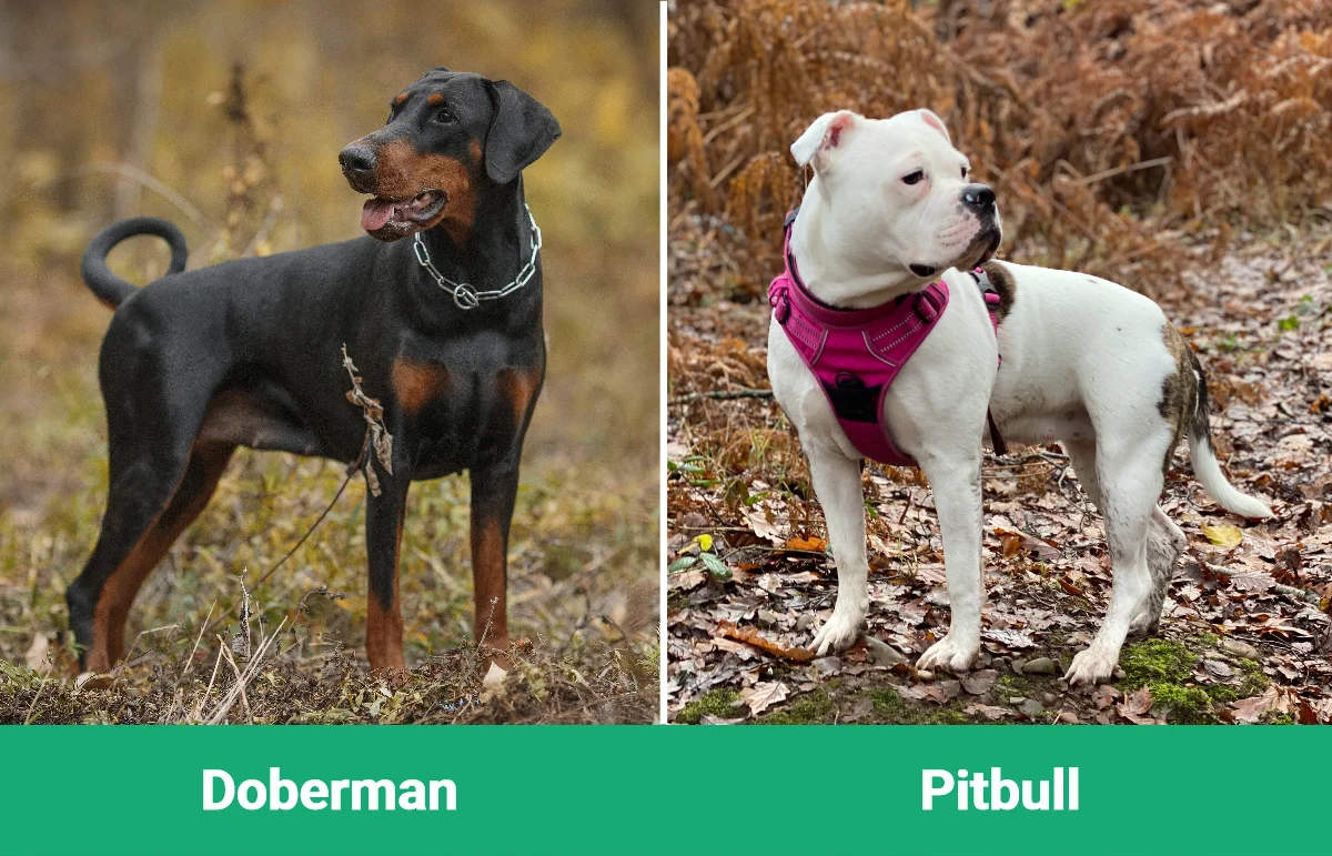 Doberman vs Pitbull - Visual Differences