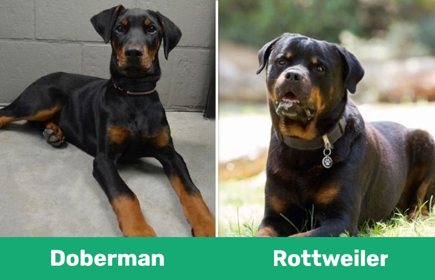 Doberman vs Rottweiler 
