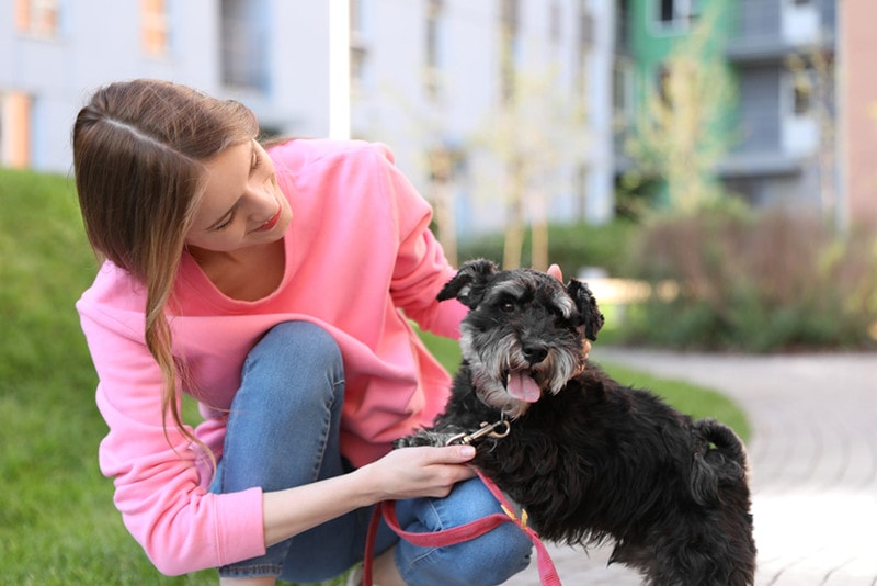 young woman petting with miniature schnauzer dog outdoor