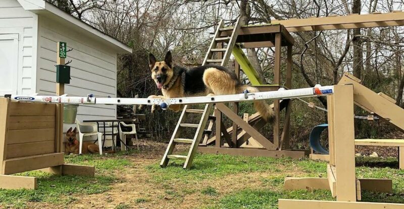 DIY Dog Park Transformation
