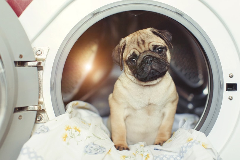 Dog Pug in Washing Machine