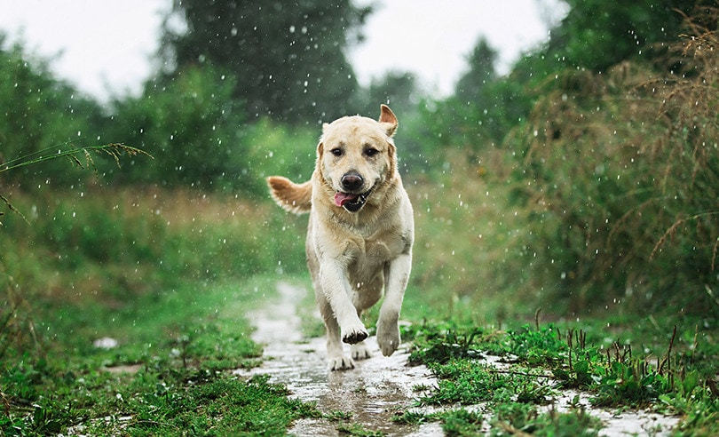 Dog Running on Rain
