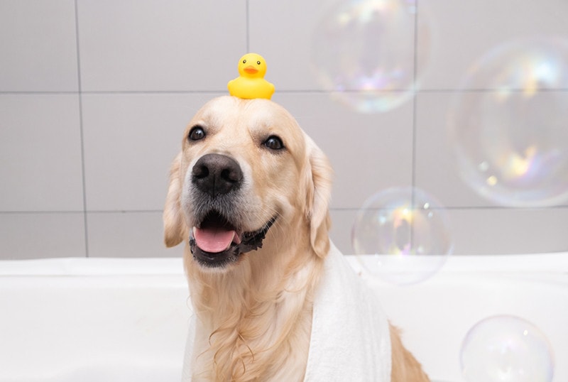 Dog Soap Bubble Bath