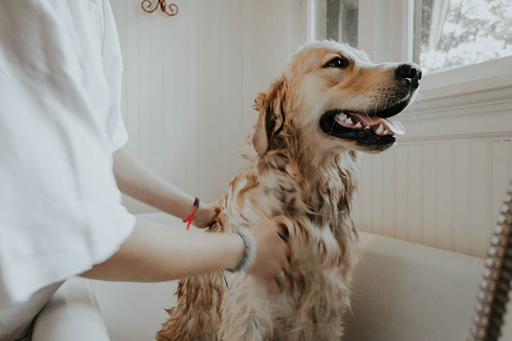 Dog bath with shampoo
