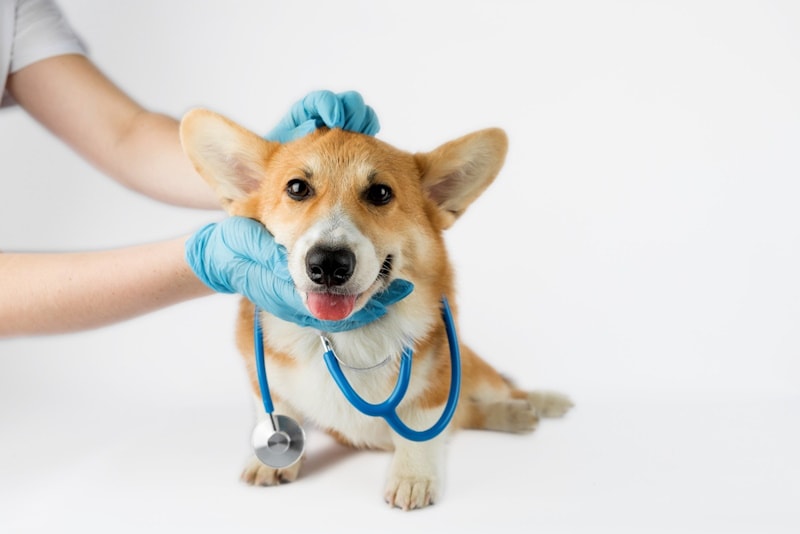Dog being examined by a vet