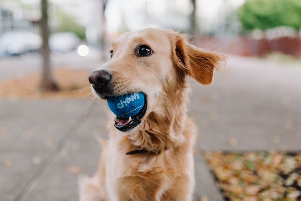 Dog chewing toy_Chewy_Unsplash