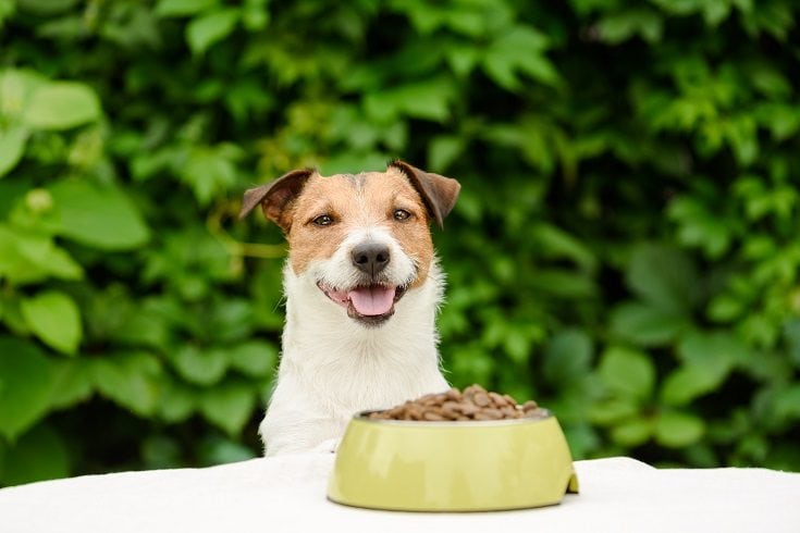 Dog eating happy