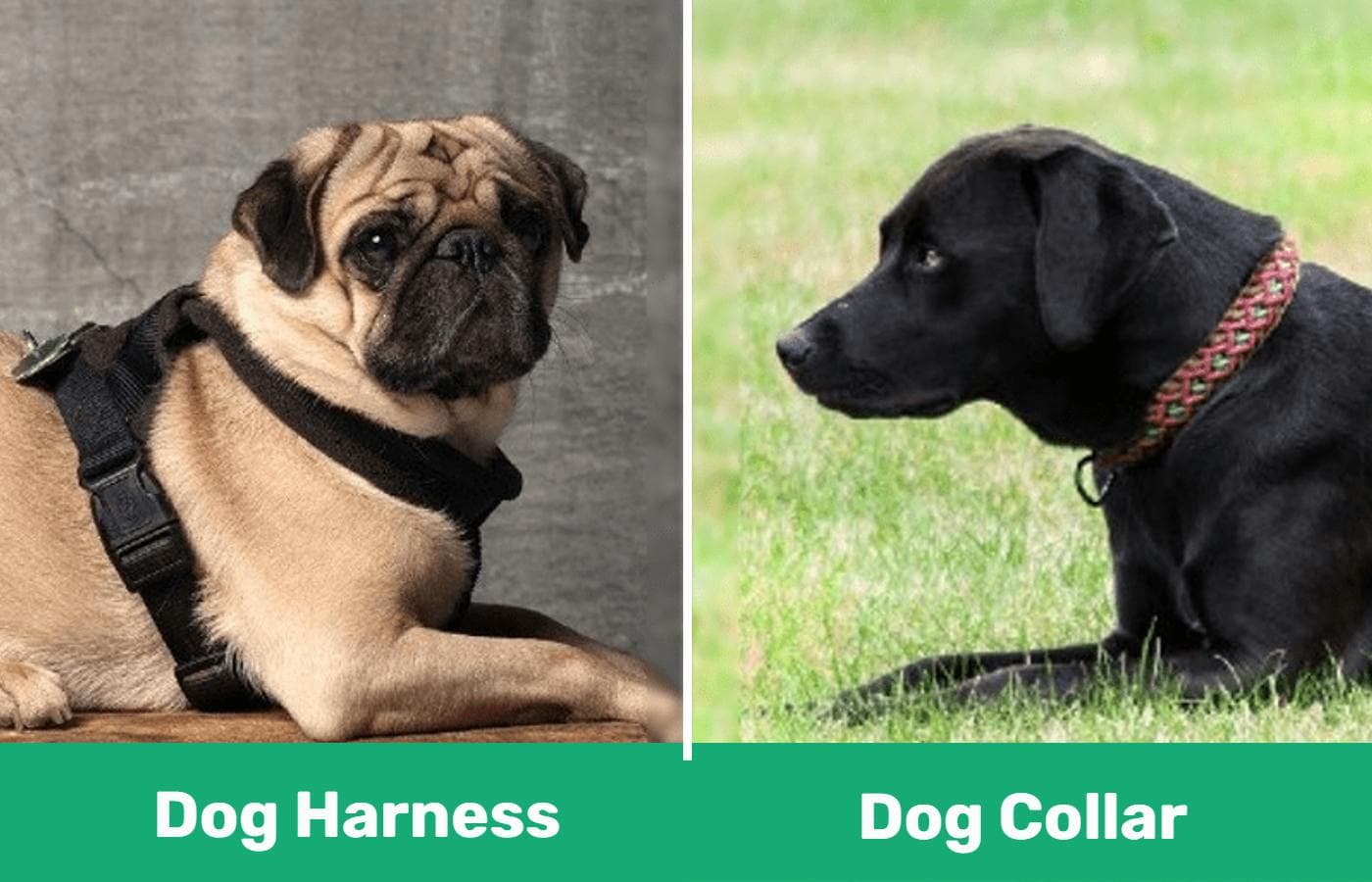 Dog harness vs dog collar - side by side