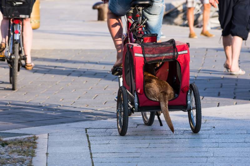 Dog in a bike trailer