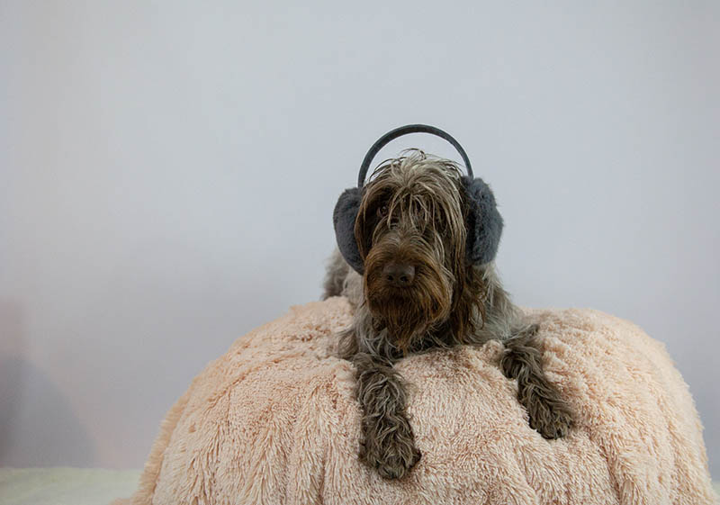 Dog in earmuffs