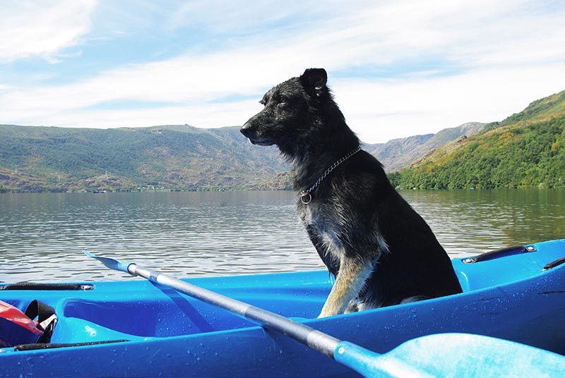Dog in the canoe
