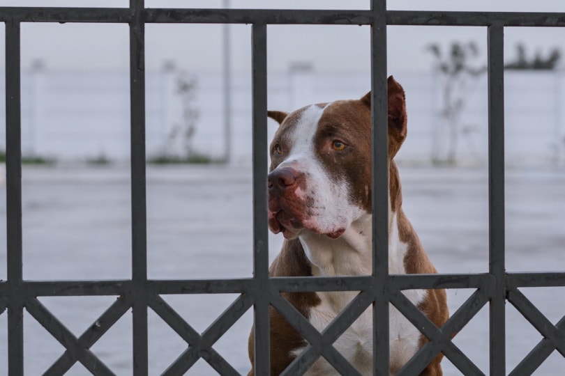 Dog kept behind steel bars