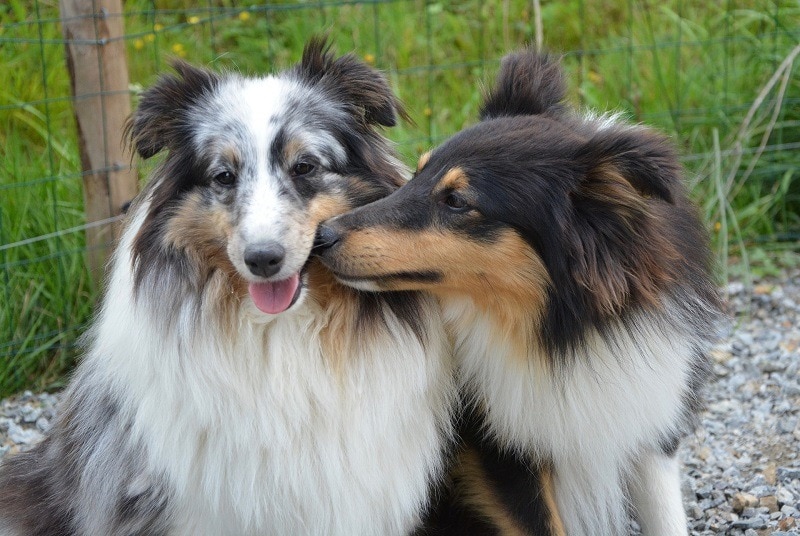 Dog kissing