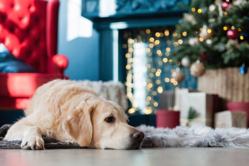 Dog lying beside a christmas tree