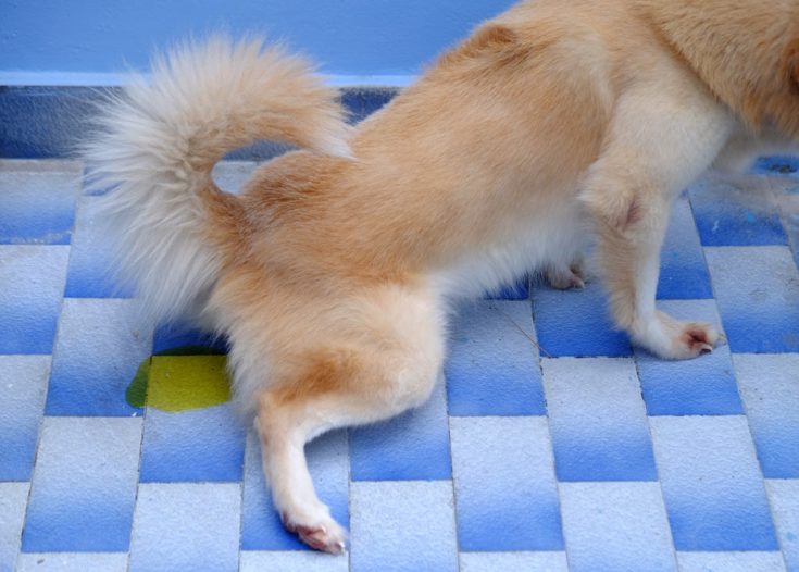 Dog peeing on the floor