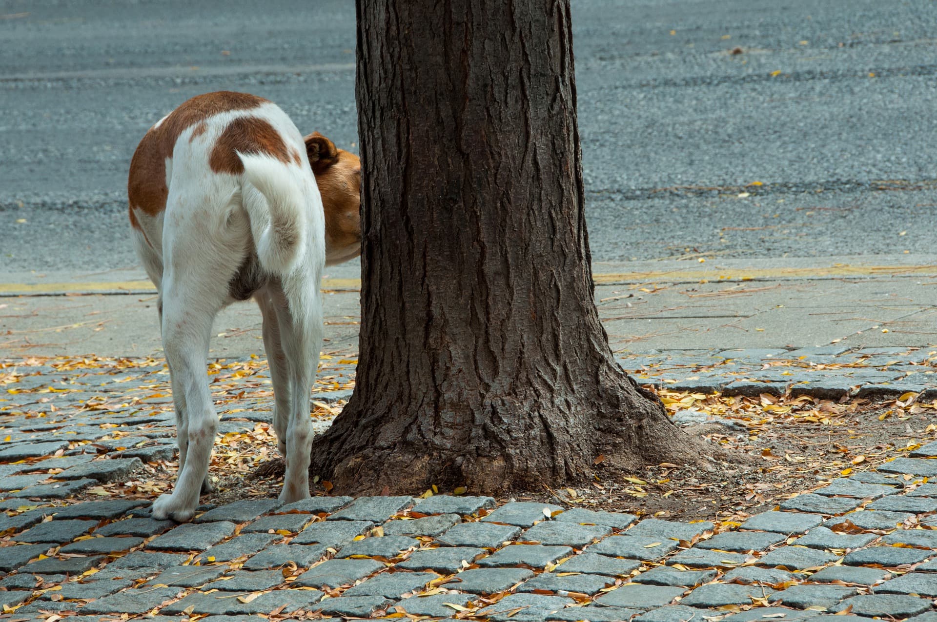 Dog peeing on tree