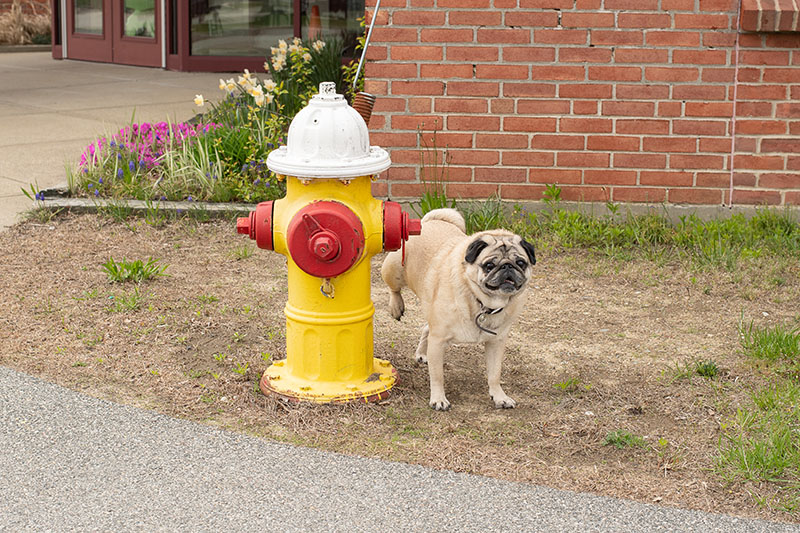 Dog peeing on yellow red and white fire hydrant with grass and flowers around it and brick building in background