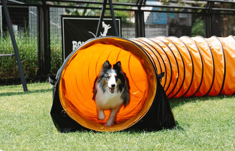 Dog running through playing tunnel