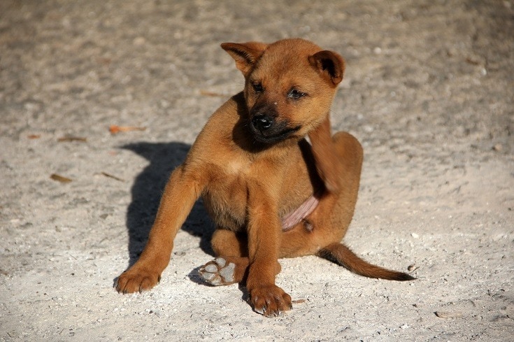 brown puppy-scratching-fleas